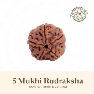 5 Mukhi Rudraksha (Certified & Authentic)